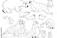 Coloring pages arctic animals