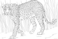 Coloring pages of african animals