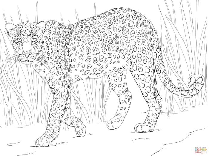 Coloring pages of african animals