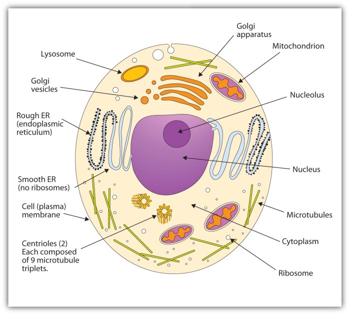 Labeled animal cell coloring