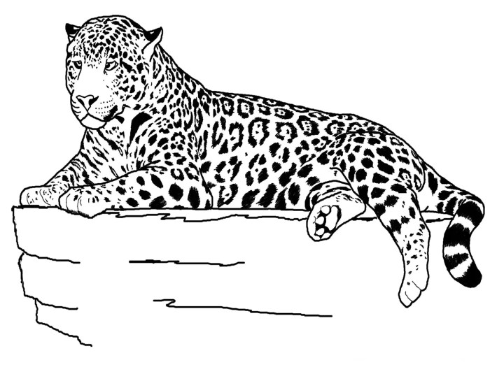 Printable coloring pages of animals