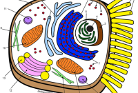 Labeled animal cell coloring