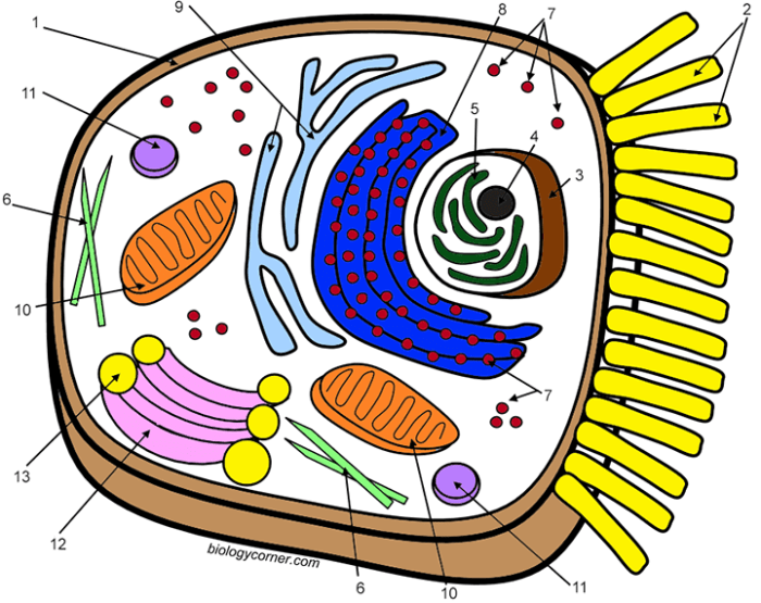 Labeled animal cell coloring