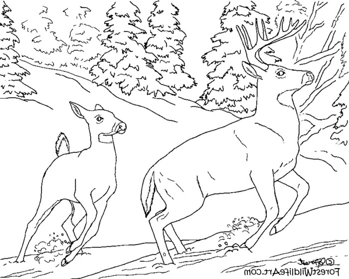 Forest coloring pages with animals