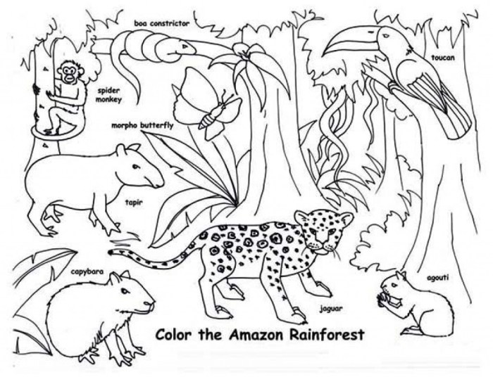 Coloring pages forest animals